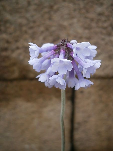 File:Primula bellidifolia 002.JPG