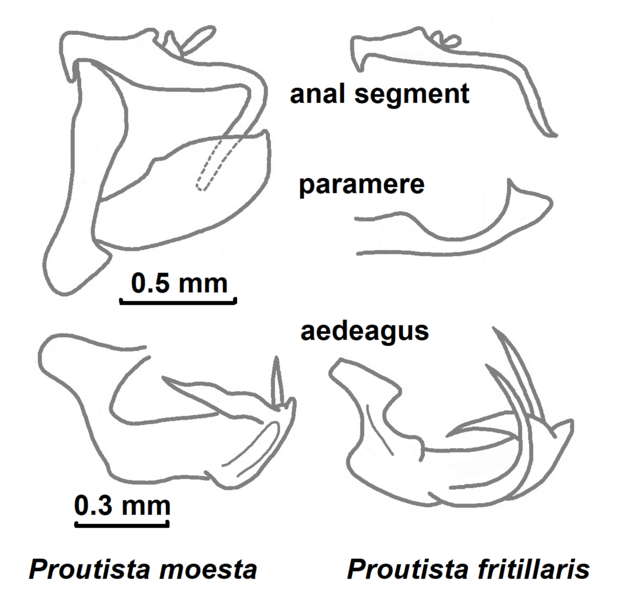 File:Proutista moesta+fritillaris.png