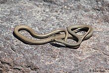 Psammophis schokari from United Arab Emirates