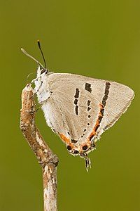 Silky hairstreak, by JJ Harrison