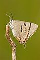 Silky Hairstreak