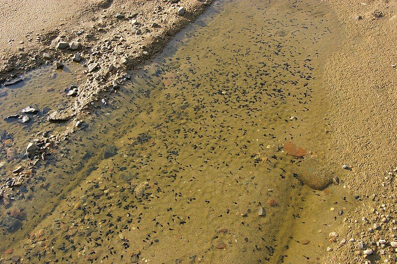 File:PuddleWithTadpoles.jpg