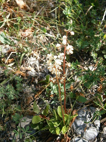 File:Pyrola media 01.JPG