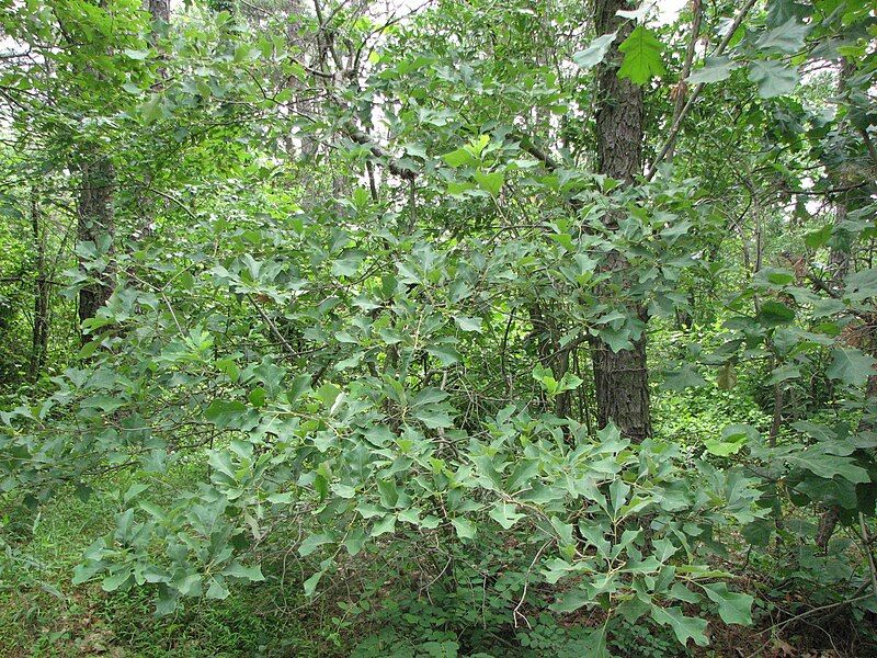 File:Quercus ilicifolia tree.jpg