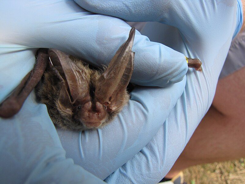 File:Rafinesque's big-eared bat.JPG