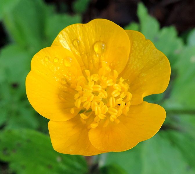 File:Ranunculus lanuginosus kz3.JPG