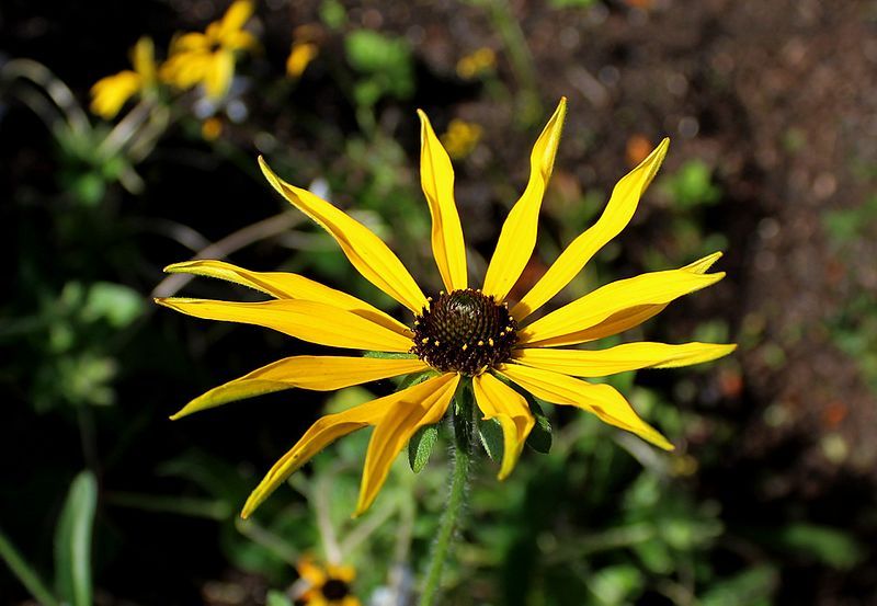 File:Rudbeckia missouriensis 03.JPG