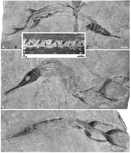 File:Sinosaurichthys longimedialis.jpg