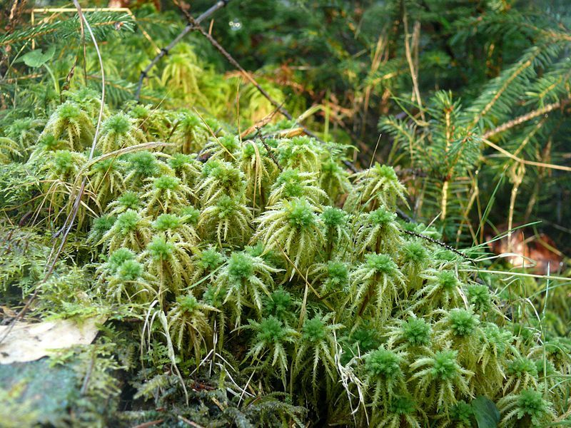 File:Sphagnum squarrosum 030112.JPG