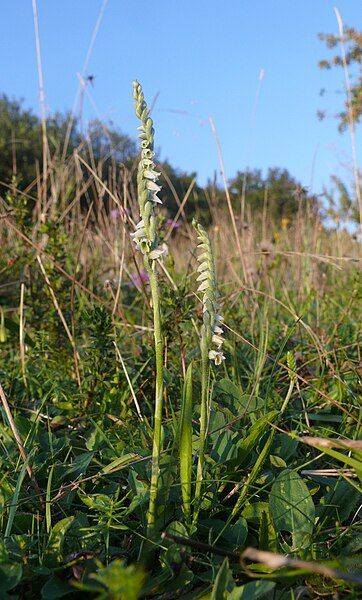 File:Spiranthes spiralis 170808.jpg