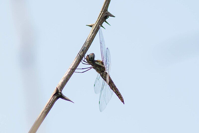 File:Spot-winged glider (19903592620).jpg