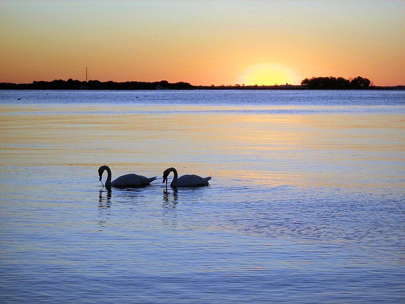 File:Swans, Sunrise.jpg