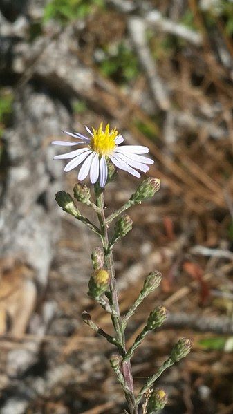 File:Symphyotrichum adnatum 56741267.jpg