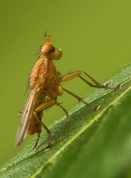 File:Tetanocera sp rb.jpg