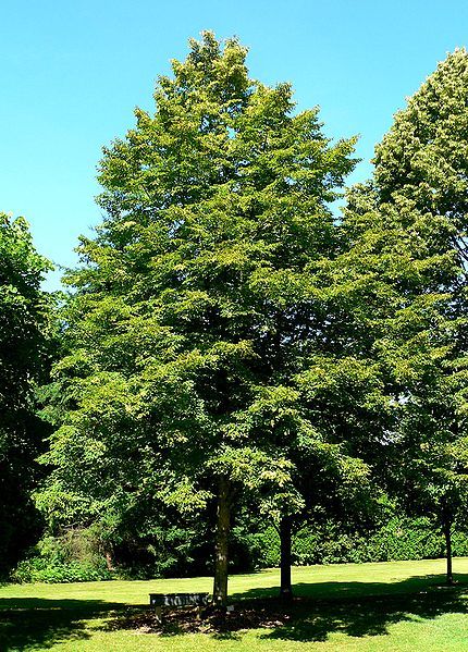 File:Tilia insularis 1.jpg