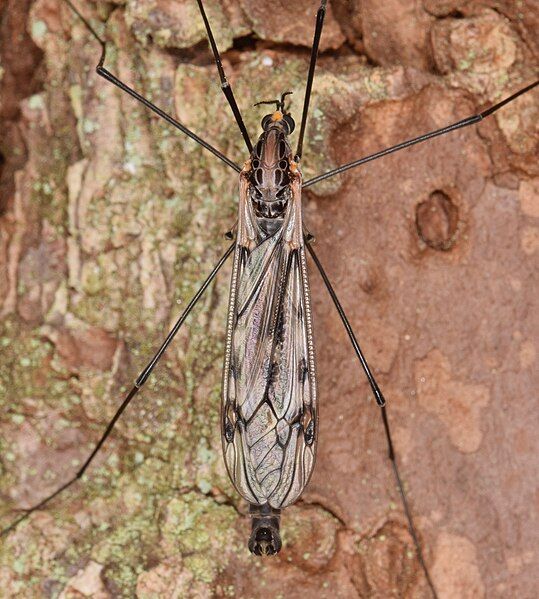 File:Tipula metacomet (50173153862).jpg