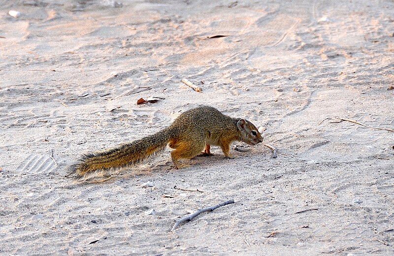 File:Tree squirrel, Namibia.jpg