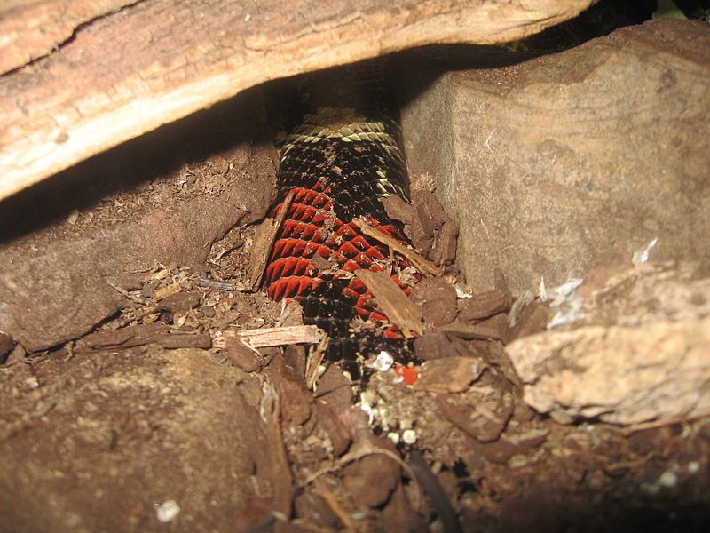 File:Tri-colour Hognose Snake.JPG