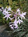 Tulbaghia violacea