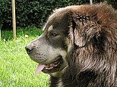 Tibetan Mastiff