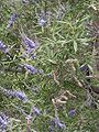 Vitex agnus-castus