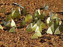 Colour photo showing approximately 50 Sri Lankan Lesser Albatros butterflies on the ground