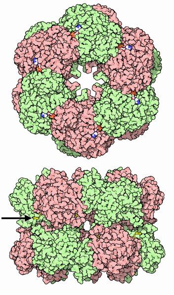 File:030-GlutamineSynthetase-1fpy-twoviews.tiff