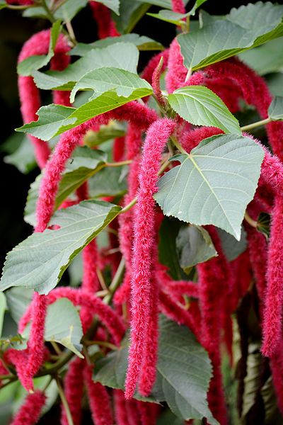 File:Acalypha Hispida DS.jpg