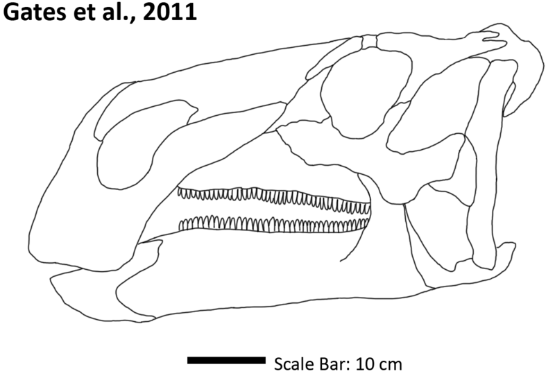 File:Acristavus Skull.png