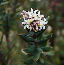 "Acrothamnus sauveolens" found at the tree line of Mount Kinabalu, Borneo