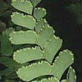 Adiantum cunninghamii showing characteristic inrolled leaf margin containing sori