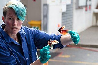 #657 (16/8/2018) Teuthologist Kat Bolstad, who led the dissection, with the extracted lower and upper beaks