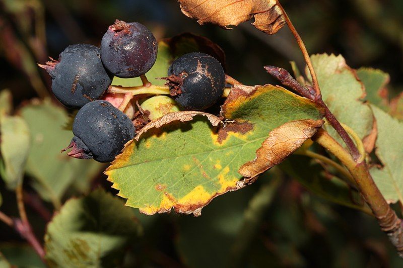 File:Amelanchier alnifolia 2801.JPG