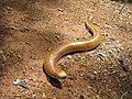 Red Worm Lizard (Amphisbaena alba)