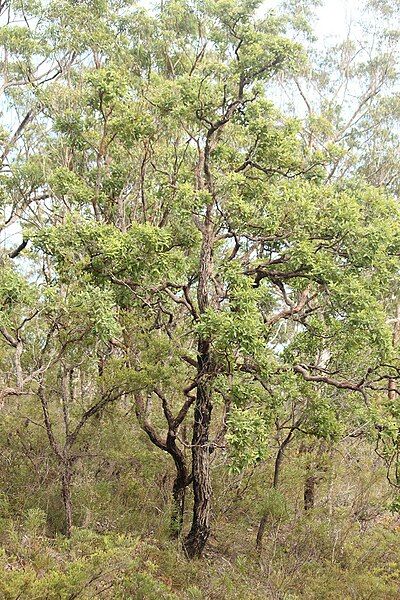 File:Angophora robur.jpg