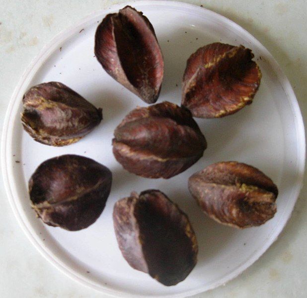 File:Arjuna fruits(Dried).jpg