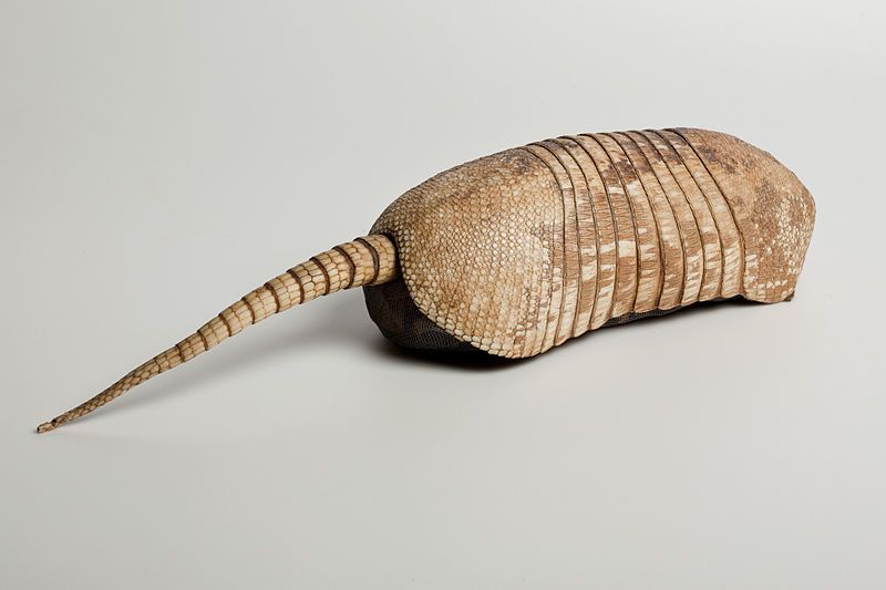 File:Armadillo.jpg