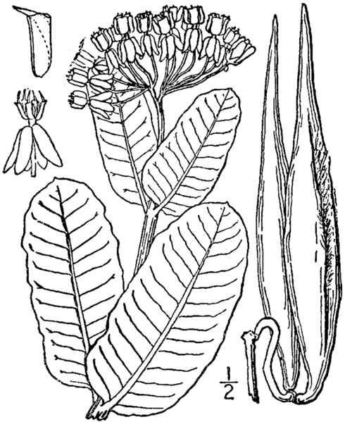 File:Asclepias amplexicaulis.png