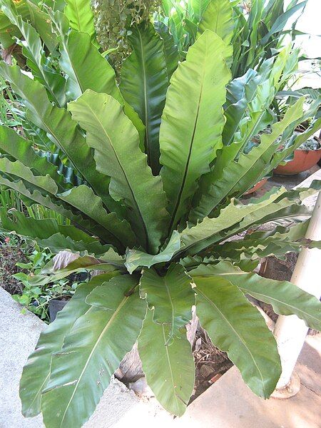 File:Asplenium nidus01.JPG