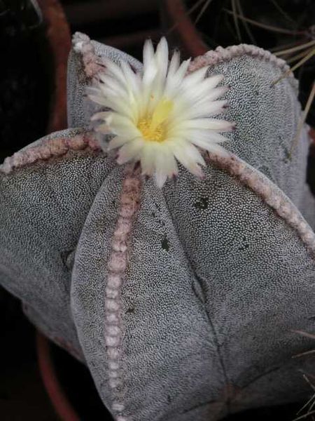 File:Astrophytum myriostigma.jpg