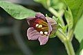 Single flower, three-quarter face, showing fine detail of puberulent stigma