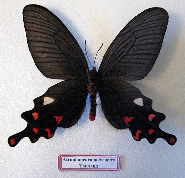 File:Atrophaneura polyeuctes.JPG