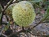 A grey-yellow oval-shaped bloom which looks like a tennis ball