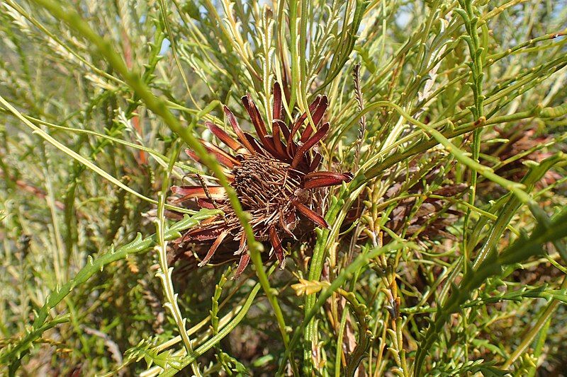 File:Banksia tenuis spent.jpg