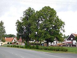 Common in Bdeněves