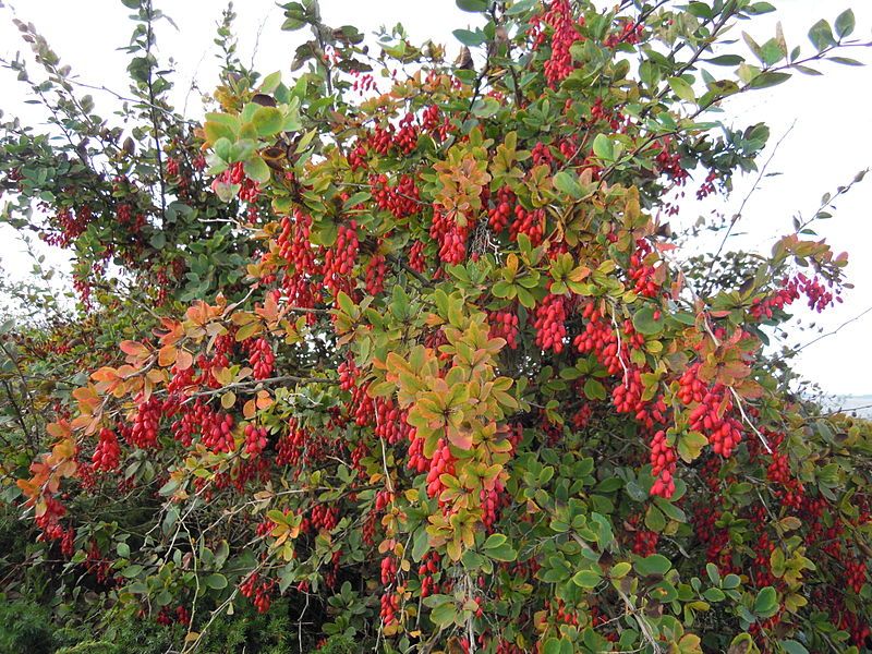 File:Berberis vulgaris .jpg