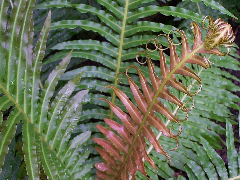 File:Blechnum brasiliense.jpg