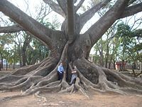 Largest known Bombax malabaricum,[6]: 23  'red silk-cotton' or 'kapok' specimen, (sometimes listed as Ceiba pentandra) located in Lalbagh