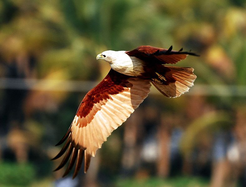 File:Brahminy kite.jpg