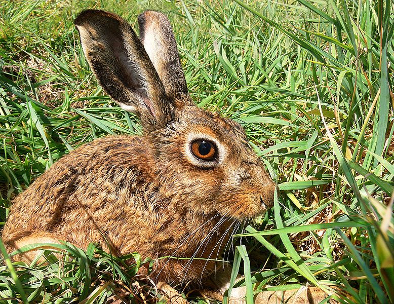 File:Brown Hare444.jpg